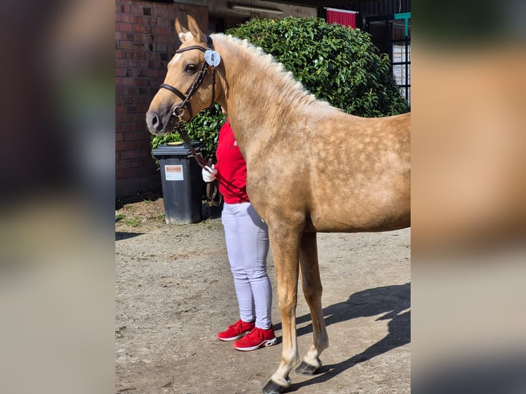 Deutsches Reitpony Hengst 3 Jahre 145 cm Palomino in Frankenberg (Eder)