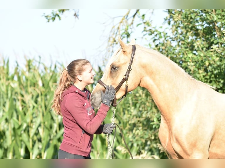 Deutsches Reitpony Hengst 3 Jahre 145 cm Palomino in Raddestorf