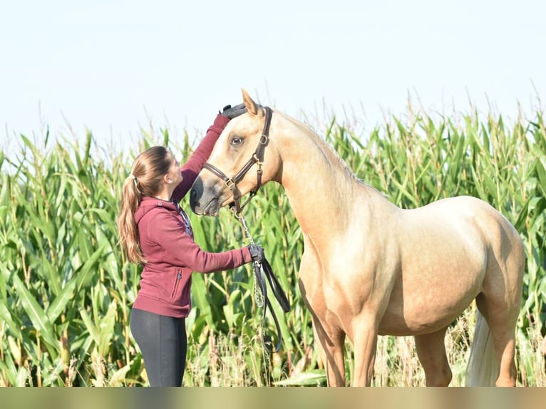 Deutsches Reitpony Hengst 3 Jahre 145 cm Palomino in Raddestorf