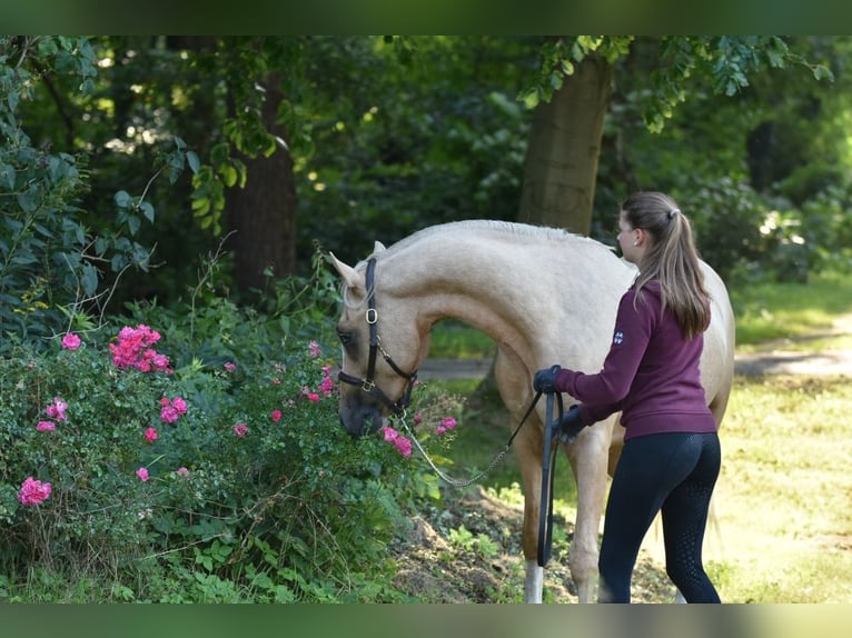 Deutsches Reitpony Hengst 3 Jahre 145 cm Palomino in Raddestorf