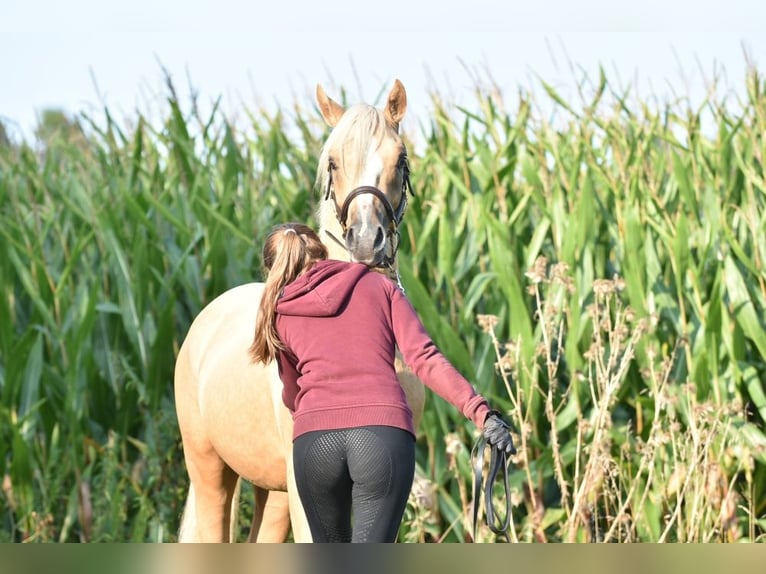 Deutsches Reitpony Hengst 3 Jahre 145 cm Palomino in Raddestorf