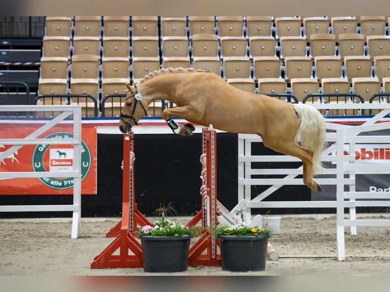 Deutsches Reitpony Hengst 3 Jahre 145 cm Palomino in Osdorf