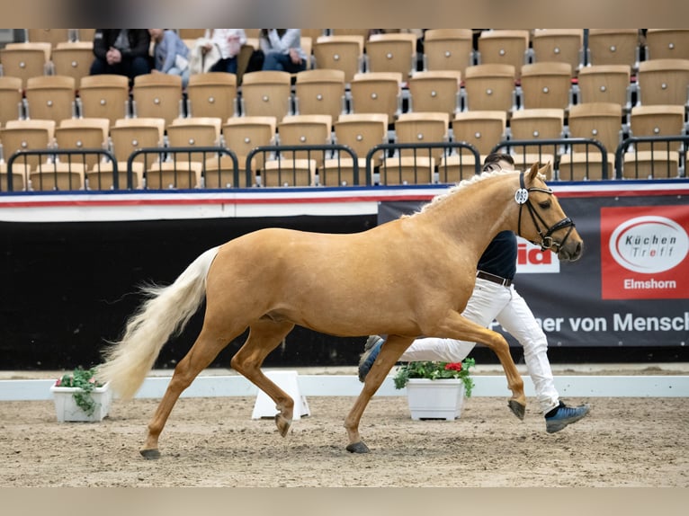Deutsches Reitpony Hengst 3 Jahre 145 cm Palomino in Osdorf