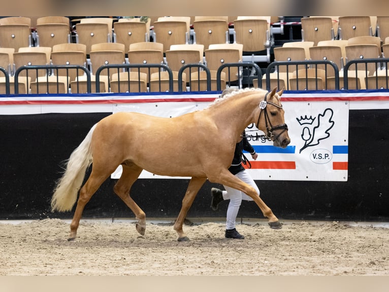 Deutsches Reitpony Hengst 3 Jahre 145 cm Palomino in Osdorf