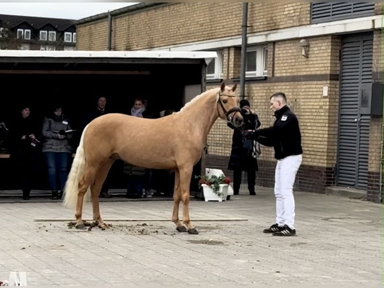 Deutsches Reitpony Hengst 3 Jahre 145 cm Palomino in Osdorf