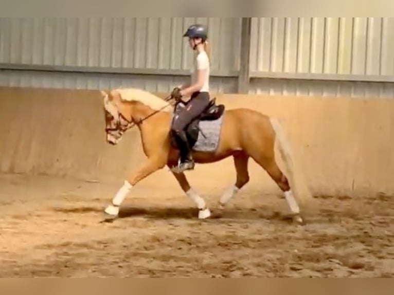 Deutsches Reitpony Hengst 3 Jahre 145 cm Palomino in Osdorf