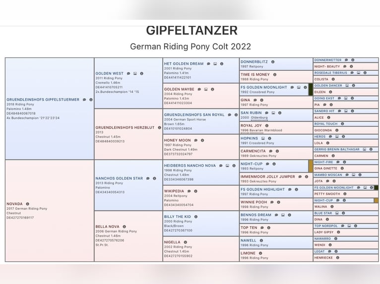 Deutsches Reitpony Hengst 3 Jahre 145 cm Palomino in Osdorf