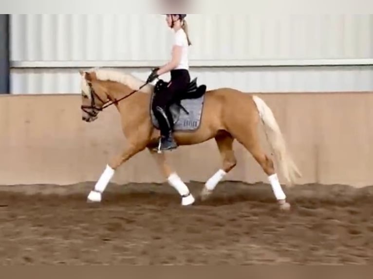 Deutsches Reitpony Hengst 3 Jahre 145 cm Palomino in Osdorf