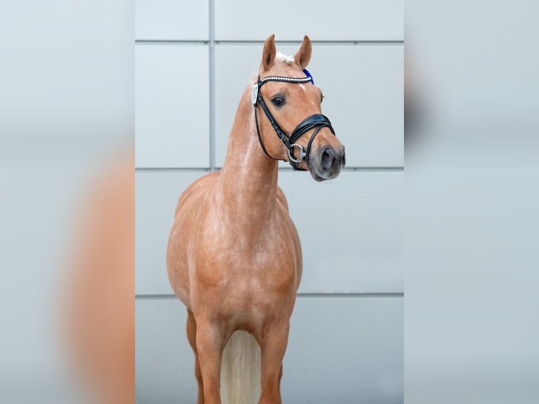 Deutsches Reitpony Hengst 3 Jahre 145 cm Palomino in Osdorf