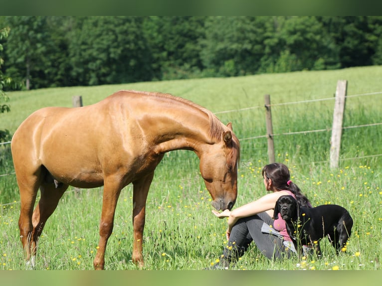 Deutsches Reitpony Hengst 3 Jahre 145 cm Red Dun in Mettmann