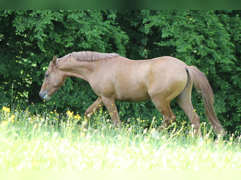 Deutsches Reitpony Hengst 3 Jahre 145 cm Red Dun in Mettmann