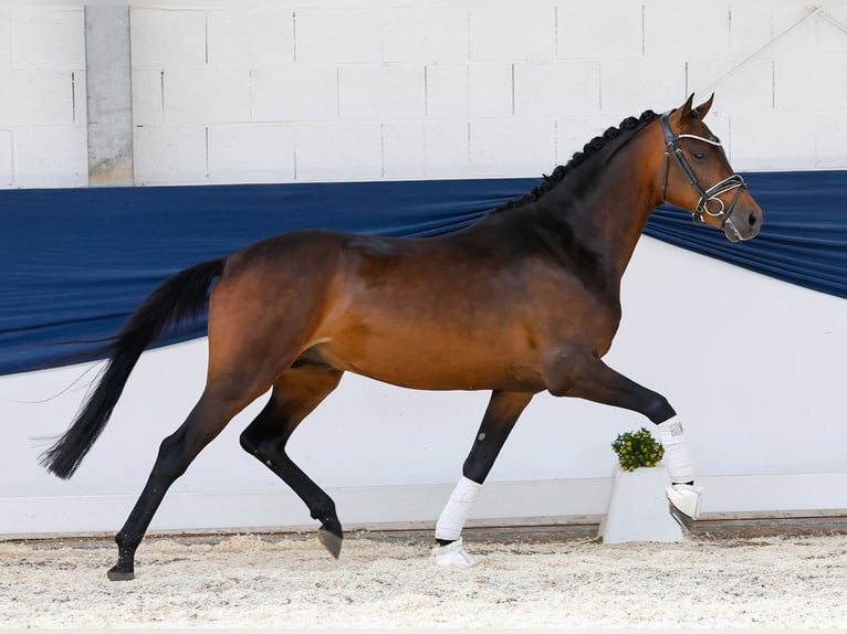 Deutsches Reitpony Hengst 3 Jahre 146 cm Brauner in Marsberg