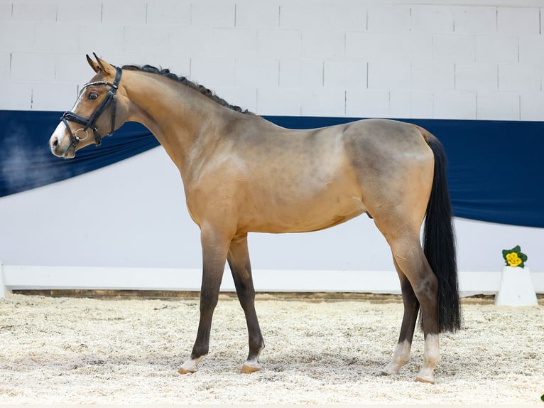 Deutsches Reitpony Hengst 3 Jahre 146 cm Brauner in Marsberg