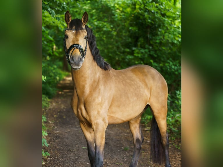 Deutsches Reitpony Hengst 3 Jahre 146 cm Buckskin in Steinhagen
