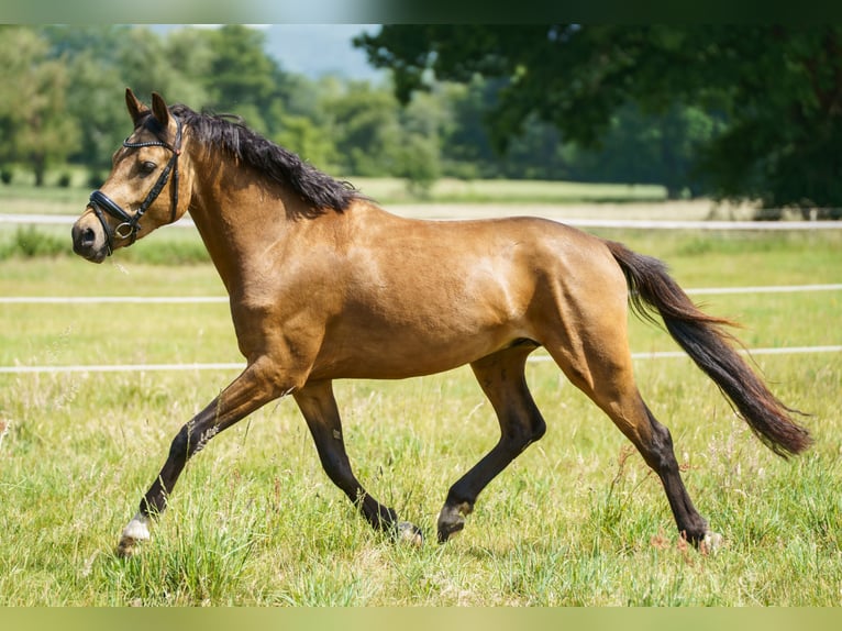 Deutsches Reitpony Hengst 3 Jahre 146 cm Buckskin in Steinhagen