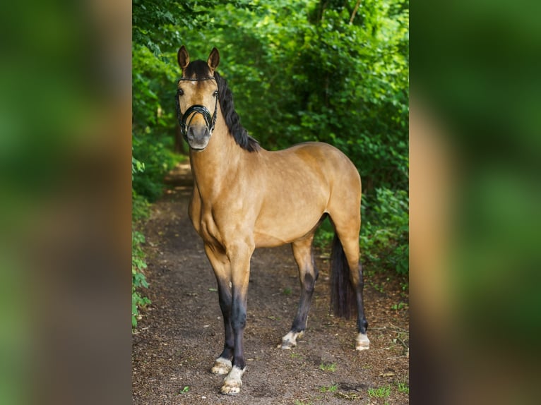 Deutsches Reitpony Hengst 3 Jahre 146 cm Buckskin in Steinhagen
