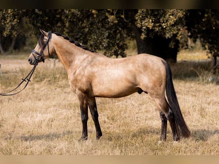 Deutsches Reitpony Hengst 3 Jahre 146 cm Buckskin in B&#xFC;ttelborn
