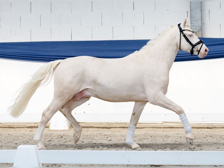 Deutsches Reitpony Hengst 3 Jahre 146 cm Cremello in Marsberg