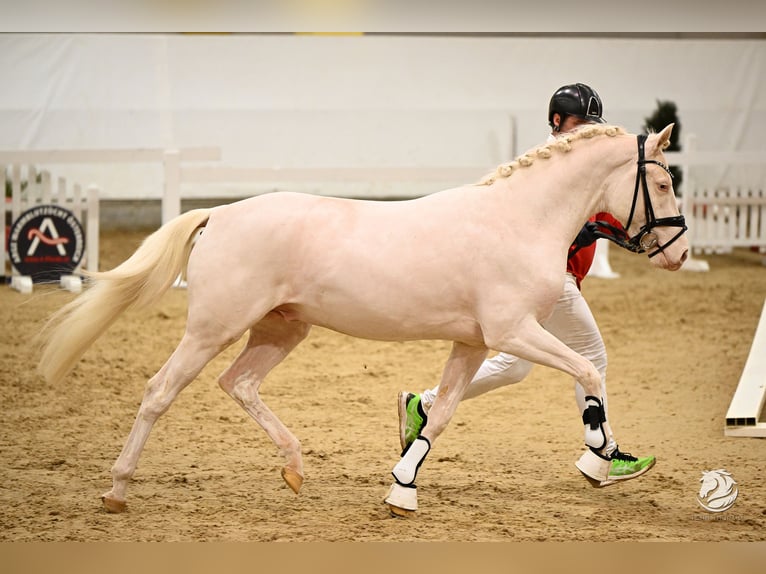 Deutsches Reitpony Hengst 3 Jahre 146 cm Cremello in Wolfsbach