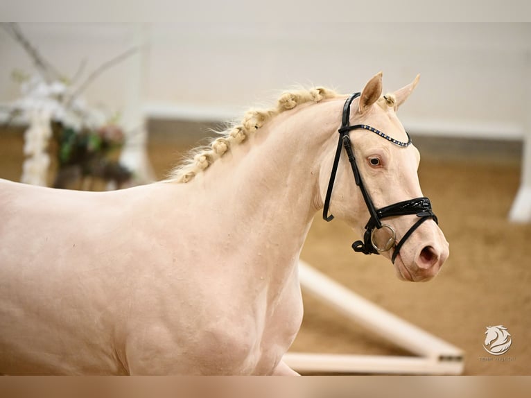 Deutsches Reitpony Hengst 3 Jahre 146 cm Cremello in Wolfsbach