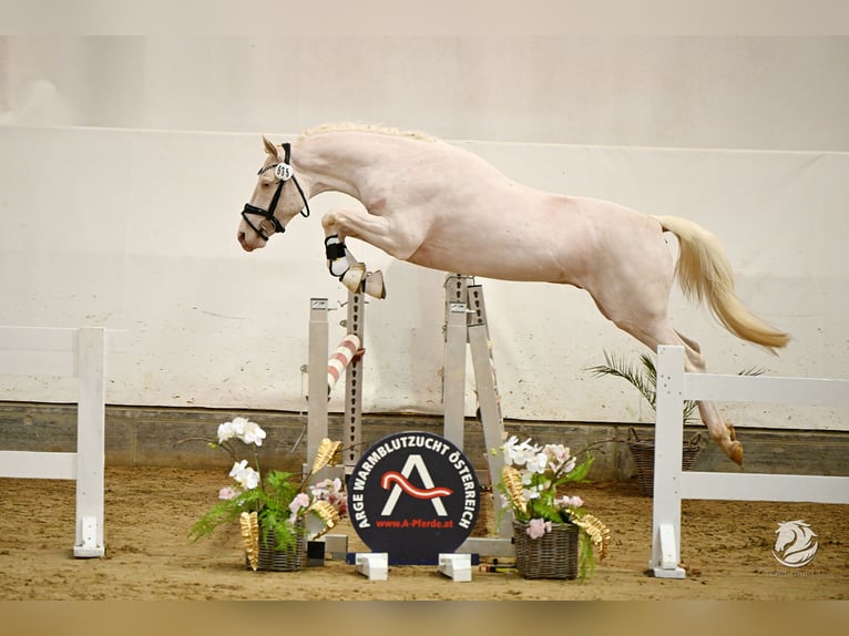 Deutsches Reitpony Hengst 3 Jahre 146 cm Cremello in Wolfsbach