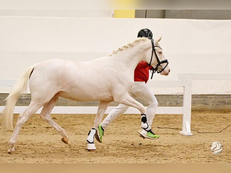 Deutsches Reitpony Hengst 3 Jahre 146 cm Cremello in Wolfsbach