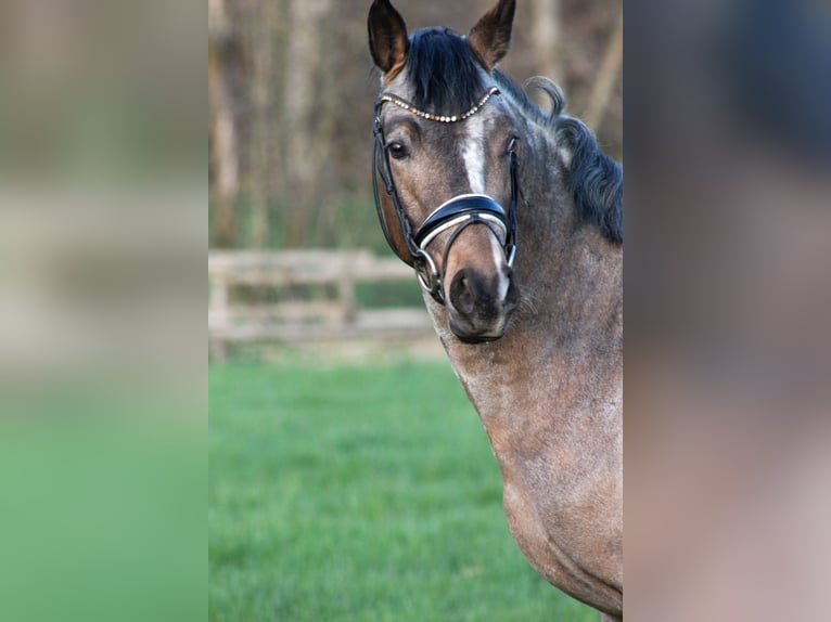 Deutsches Reitpony Hengst 3 Jahre 146 cm  in Gebroth
