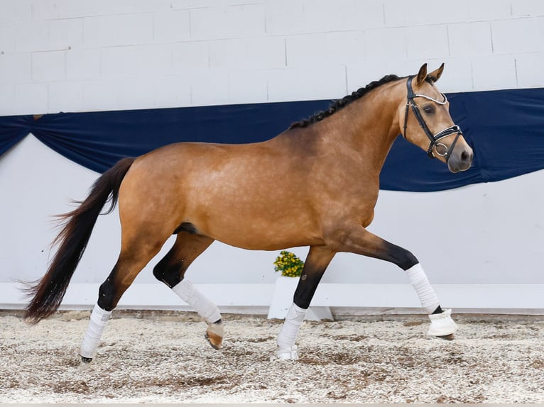 Deutsches Reitpony Hengst 3 Jahre 146 cm Falbe in Marsberg