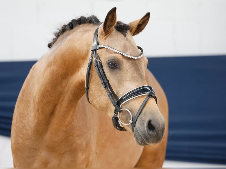 Deutsches Reitpony Hengst 3 Jahre 146 cm Falbe in Marsberg