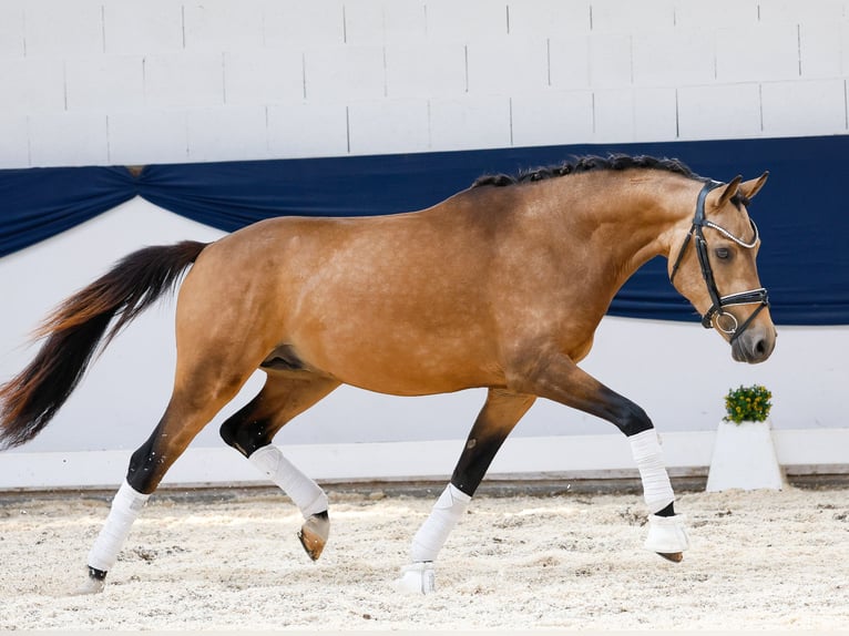 Deutsches Reitpony Hengst 3 Jahre 146 cm Falbe in Marsberg