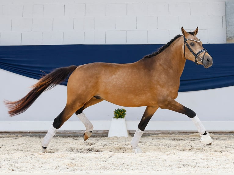 Deutsches Reitpony Hengst 3 Jahre 146 cm Falbe in Marsberg
