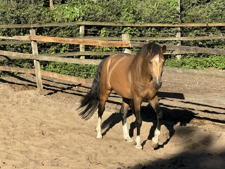 Deutsches Reitpony Hengst 3 Jahre 146 cm Falbe in Teltow