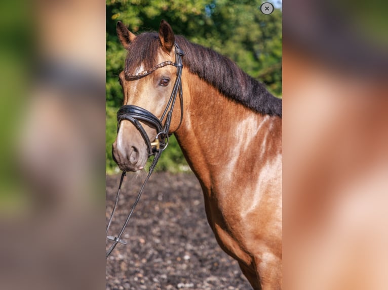 Deutsches Reitpony Hengst 3 Jahre 146 cm Falbe in Teltow