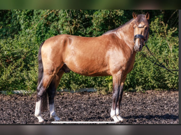 Deutsches Reitpony Hengst 3 Jahre 146 cm Falbe in Teltow