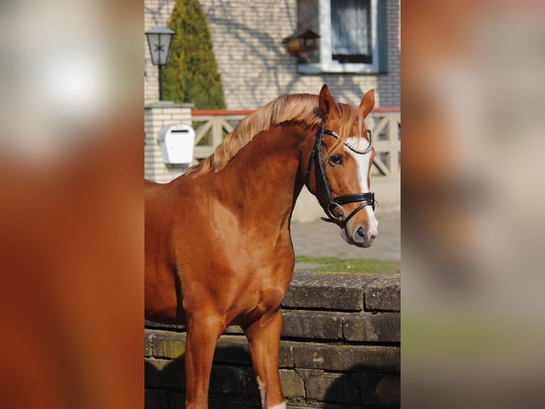 Deutsches Reitpony Hengst 3 Jahre 146 cm Fuchs in Wegeleben