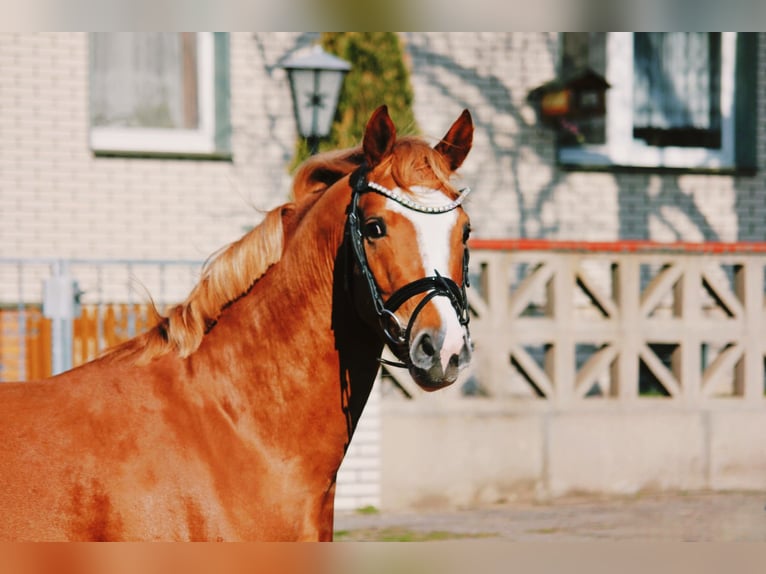 Deutsches Reitpony Hengst 3 Jahre 146 cm Fuchs in Wegeleben