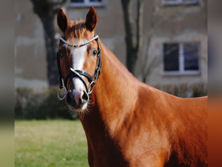 Deutsches Reitpony Hengst 3 Jahre 146 cm Fuchs in Wegeleben