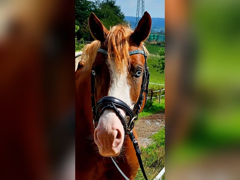 Deutsches Reitpony Hengst 3 Jahre 146 cm Fuchs in Ruppichteroth