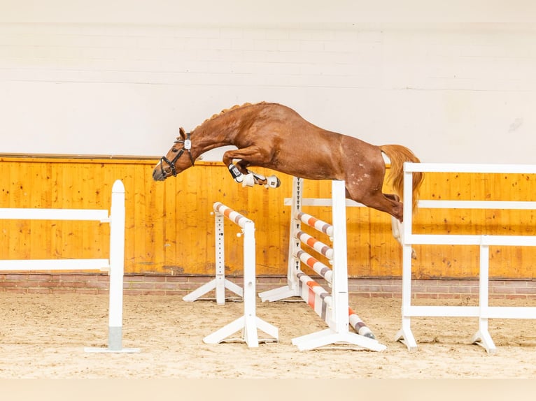 Deutsches Reitpony Hengst 3 Jahre 146 cm Fuchs in Esens