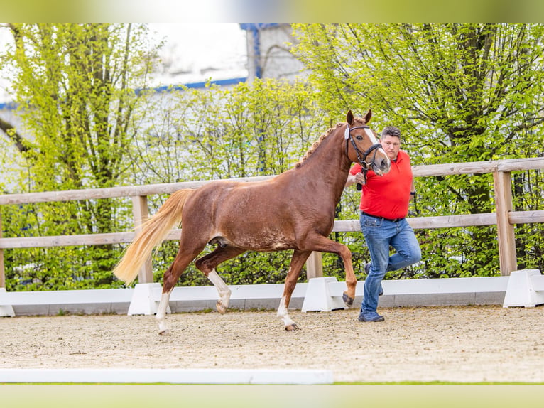 Deutsches Reitpony Hengst 3 Jahre 146 cm Fuchs in Esens