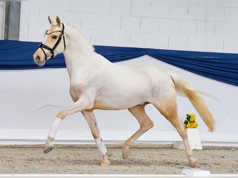 Deutsches Reitpony Hengst 3 Jahre 146 cm Palomino in Marsberg