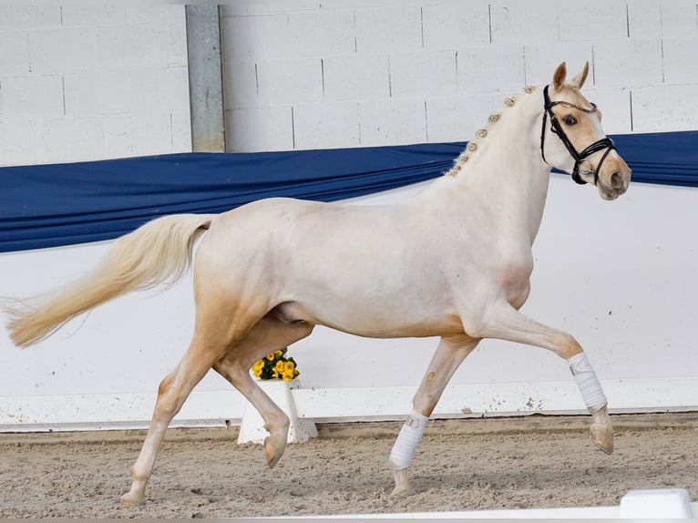Deutsches Reitpony Hengst 3 Jahre 146 cm Palomino in Marsberg