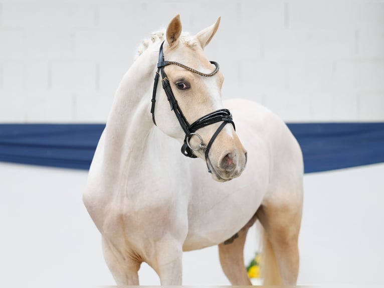 Deutsches Reitpony Hengst 3 Jahre 146 cm Palomino in Marsberg