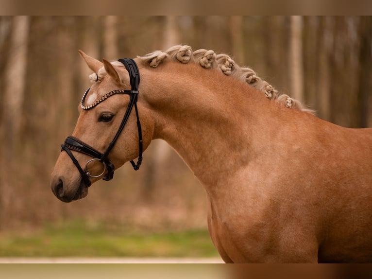 Deutsches Reitpony Hengst 3 Jahre 146 cm Palomino in Wehringen