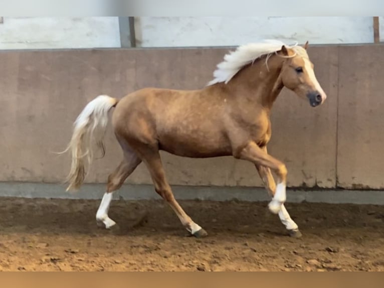 Deutsches Reitpony Hengst 3 Jahre 146 cm Palomino in Achim