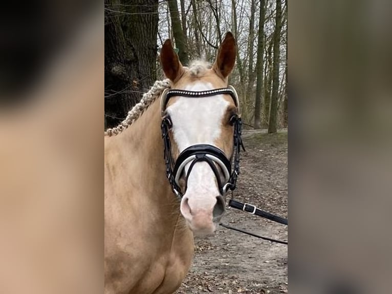 Deutsches Reitpony Hengst 3 Jahre 146 cm Palomino in Alpen