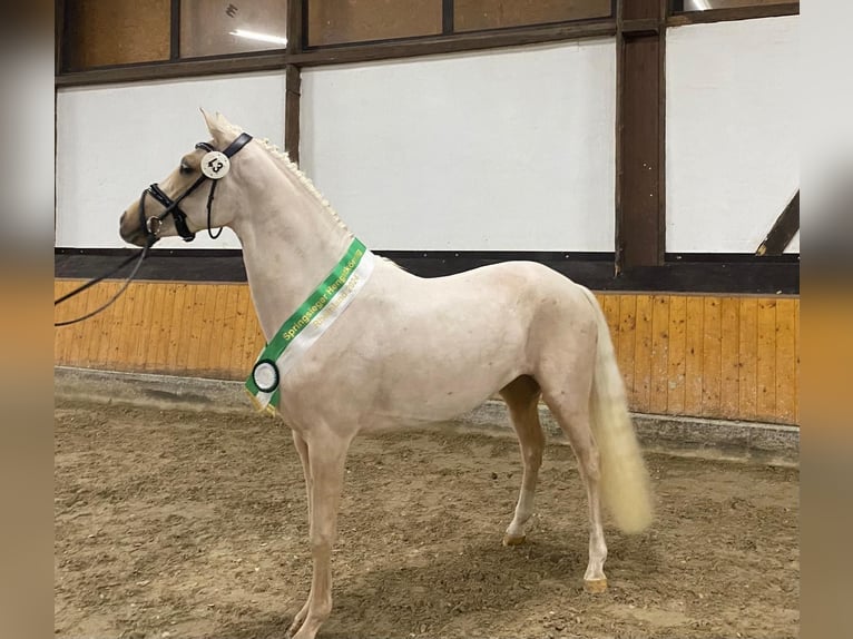 Deutsches Reitpony Hengst 3 Jahre 146 cm Palomino in Alpen