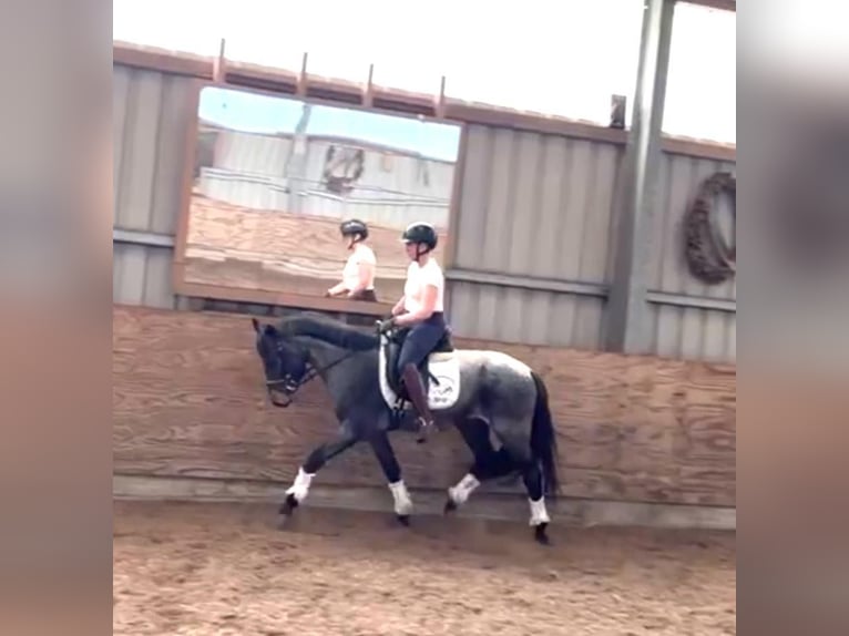 Deutsches Reitpony Hengst 3 Jahre 146 cm Roan-Bay in Esens