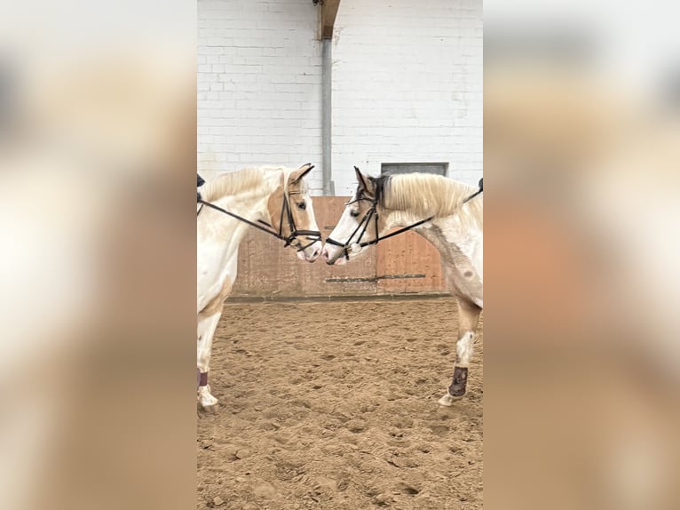 Deutsches Reitpony Hengst 3 Jahre 146 cm Schecke in Ahrensburg