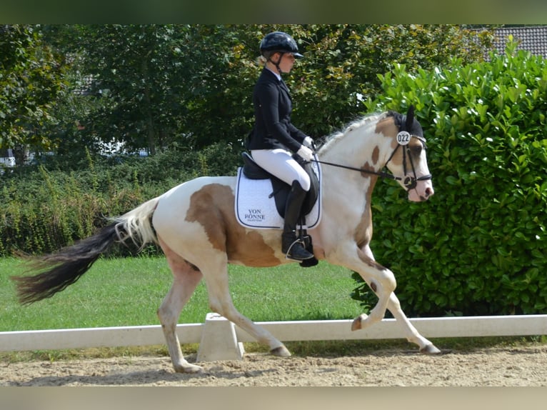 Deutsches Reitpony Hengst 3 Jahre 146 cm Schecke in Ahrensburg